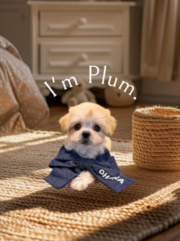 MIX🌺Plum chan🌺マルプー