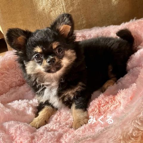 チワワ（ロングコート）