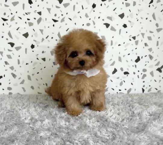 ティーカッププードル