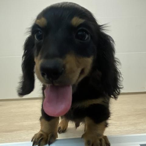 ミニチュアダックスフンド