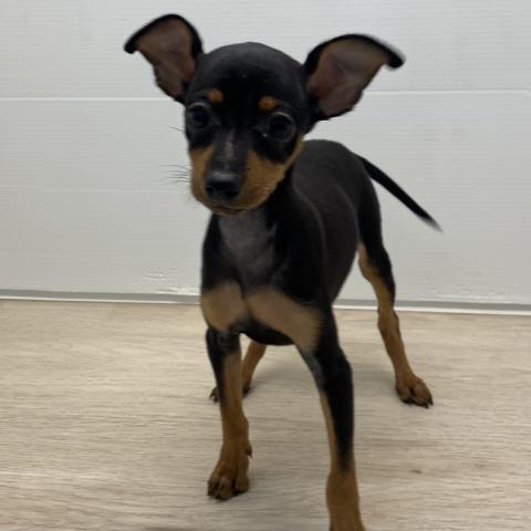 ミニチュアピンシャー