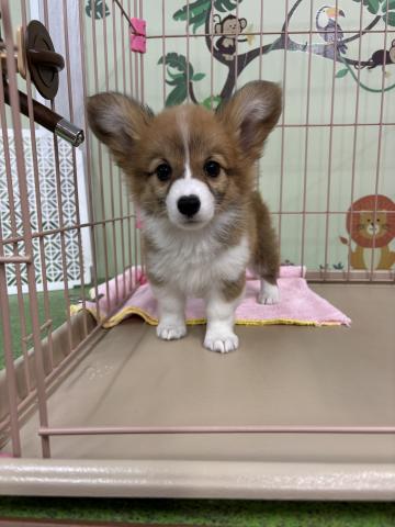 ウェルシュコーギーペンブローク