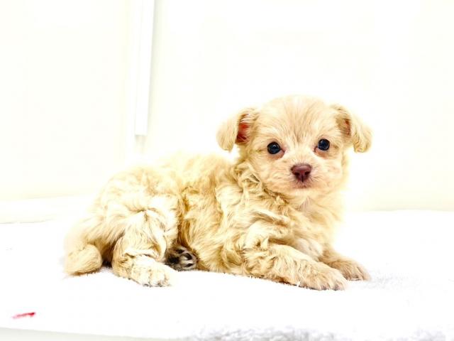 MIXロングコートチワワ×トイプードル 216