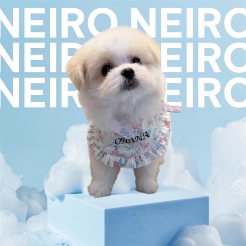 MIX🌺Neiro chan🌺マルチワ