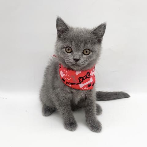 ブリティッシュショートヘア