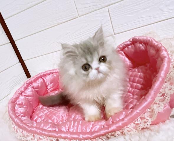 エキゾチックロングヘアー