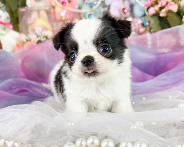 チワワ(ロングコート)