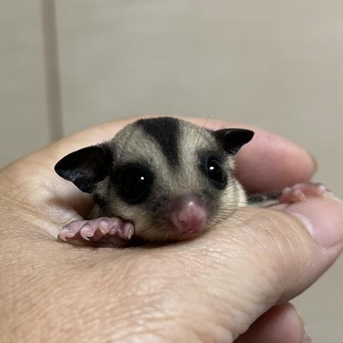 クラシック 66%ヘテロクリミノリューシ