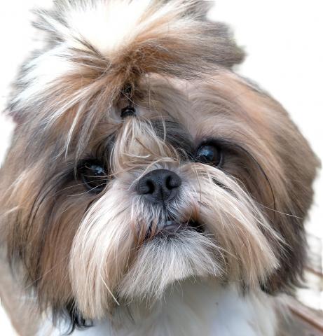 シーズー♪詩音まま’の長男くん