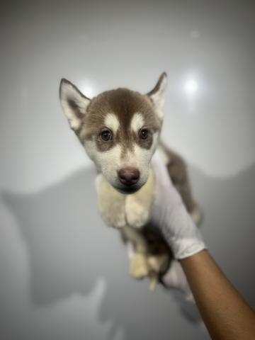 シベリアンハスキー6378