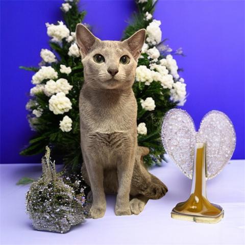 ロシアンブルー