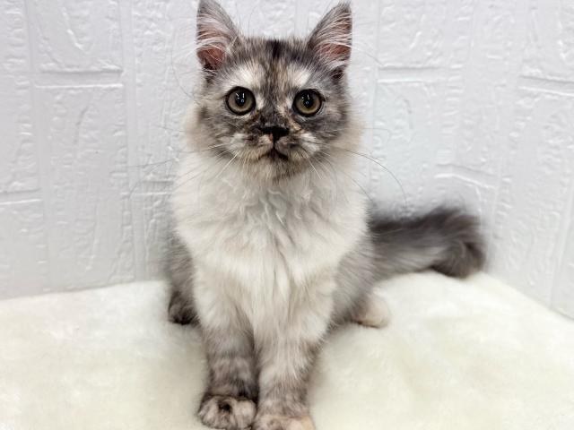 ミヌエット(旧ナポレオン)