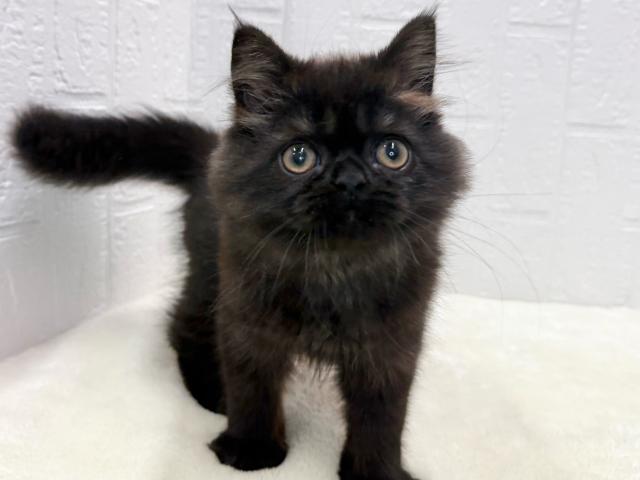 ミヌエット(旧ナポレオン)