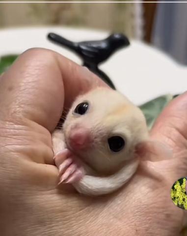 ストロベリー血統リューシュ