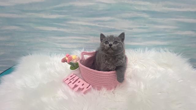 ブリティッシュショートヘア