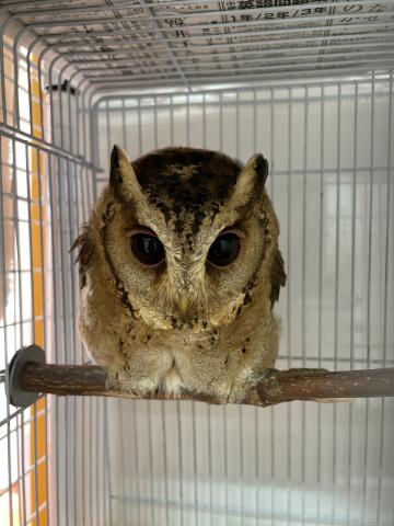 カラードコノハズク