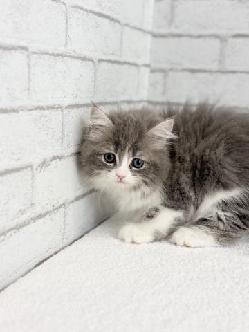 サイベリアン1296