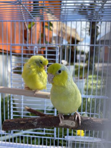 手のりマメルリハ