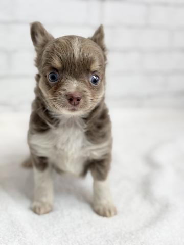 チワワ（ロングコート）0974