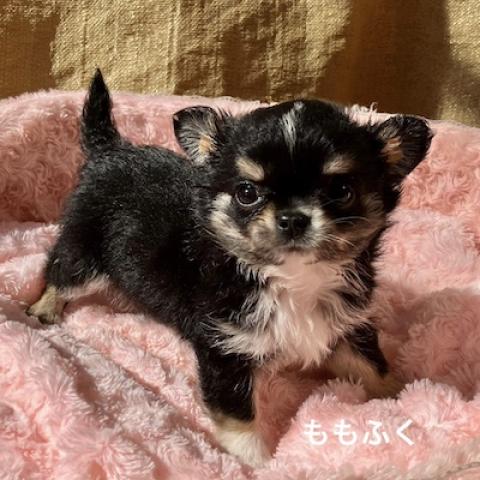 チワワ（ロングコート）