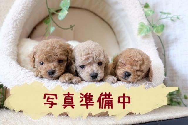 トイプードル5802