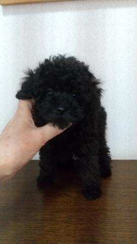 トイプードル