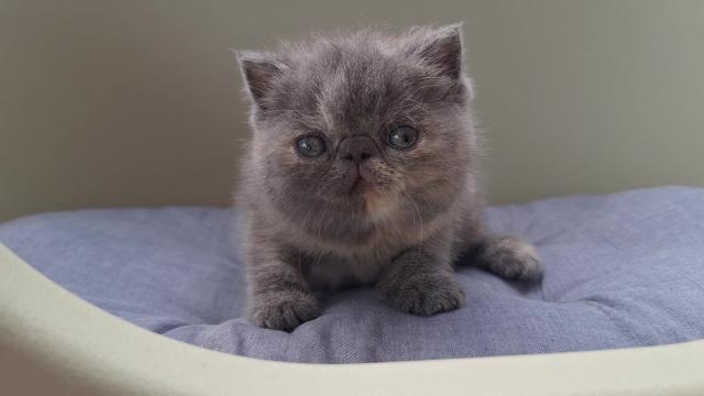 エキゾチックショートヘアー