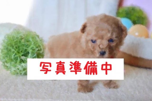 トイプードル5808