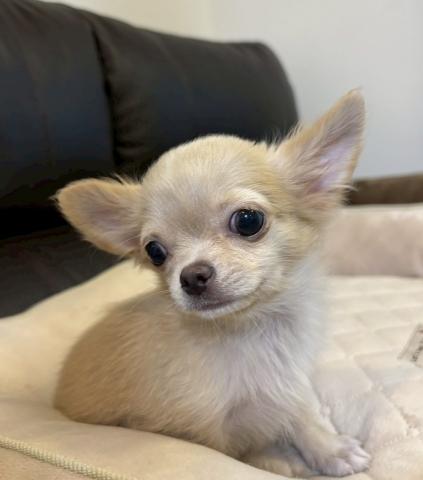 チワワ（ロングコート）