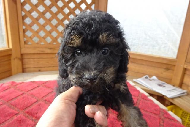 トイプードル
