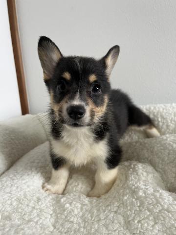 ウェルシュコーギーペンブロークトライカラー(ブラックヘッド)