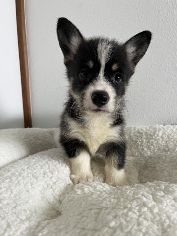 ウェルシュコーギーペンブロークトライカラー(ブラックヘッド)