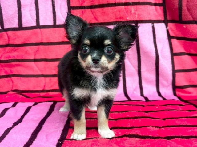 チワワ（ロングコート）