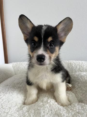 ウェルシュコーギーペンブロークトライカラー(ブラックヘッド)