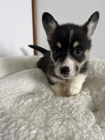 ウェルシュコーギーペンブロークトライカラー(ブラックヘッド)