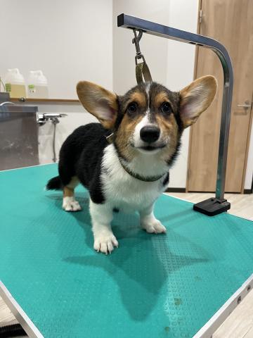 ウェルシュコーギーペンブローク