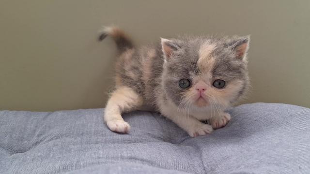 エキゾチックショートヘアー