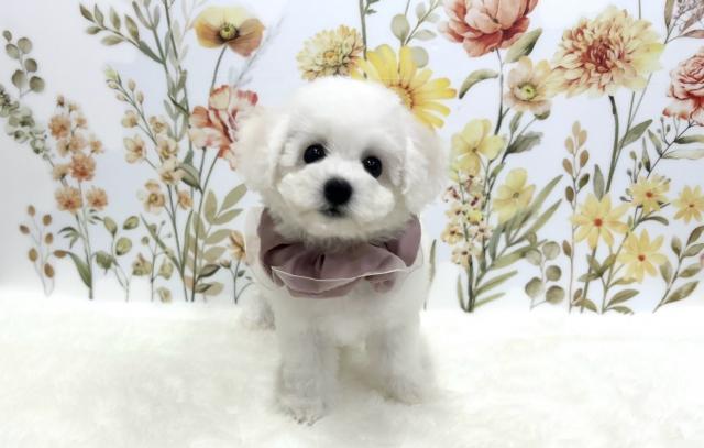 ビションフリーゼ