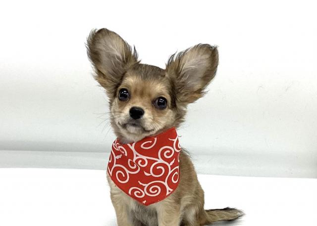 MIXチワワ×ミニチュアダックスフンド