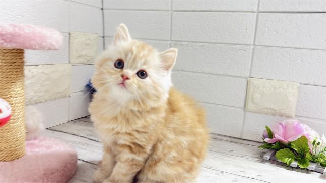 ミヌエット（長足）