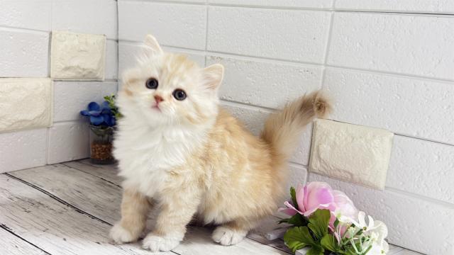 ミヌエット(長足)