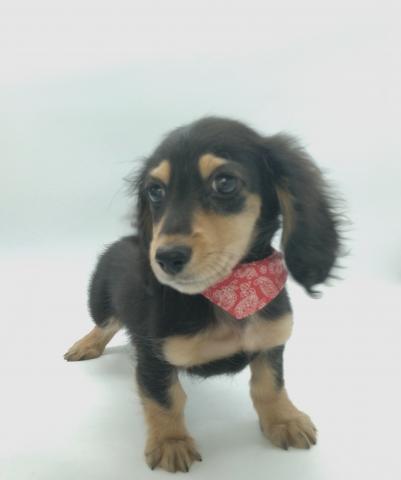 ミニチュアダックスフンド