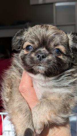 チワワ(ロングコート)