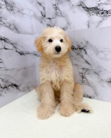 MIXトイプードル×Mシュナウザー【10/29お写真、動画更新♪】ふわふわボリューム感にきゅん♡存在感たっぷり♪