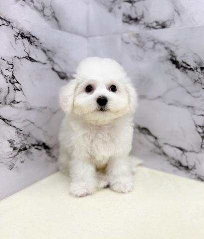 ビションフリーゼ【10/29お写真、動画更新!動画あり】ふわふわ巻き毛に包まれた癒し男子♪