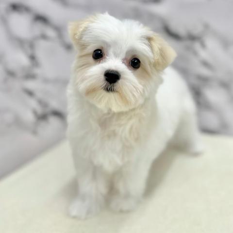 マルチーズ【10/29お写真、動画更新♪】もふもふ真っ白♡小さな天使降臨!