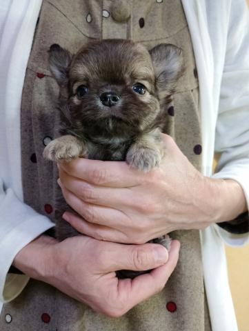 チワワ(ロングコート)