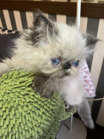 エキゾチックロングヘアーヒマラヤン