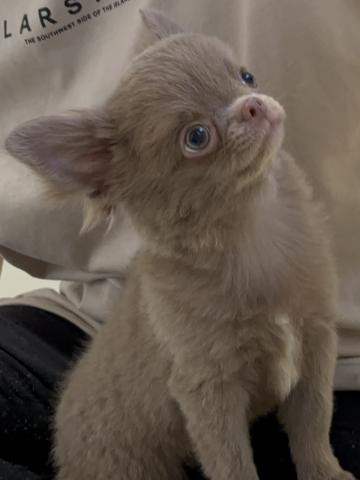 チワワ（ロングコート）