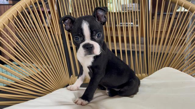 ボストンテリア